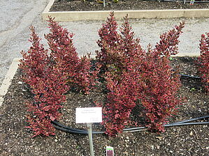 Impossible d'afficher l'image