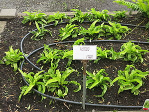 Impossible to display the image