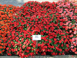 Impossible d'afficher l'image