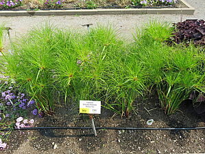 Impossible d'afficher l'image