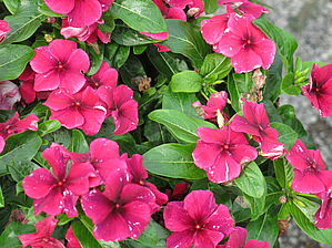 Impossible d'afficher l'image