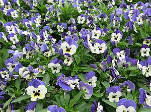 Viola 'Sorbet XP Delft Blue' Impossible d'afficher l'image