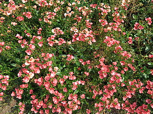 Impossible d'afficher l'image