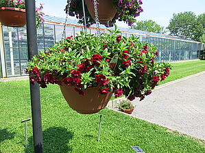 Impossible d'afficher l'image