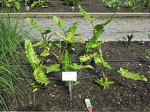 Alocasia boa Impossible d'afficher l'image
