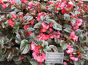 Begonia 'Megawatt Rose Bronze Leaf' Impossible to display the image