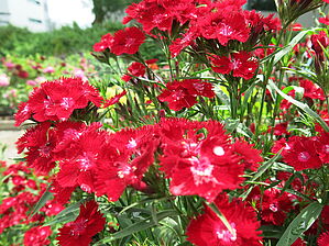 Impossible d'afficher l'image