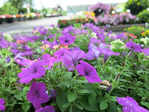 Impossible d'afficher l'image