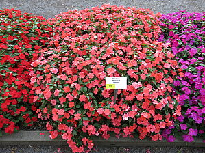 Impossible d'afficher l'image