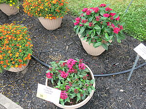 Impossible d'afficher l'image