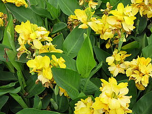 Impossible d'afficher l'image