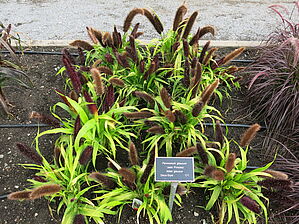 Impossible d'afficher l'image