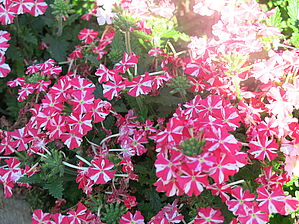 Verbena 'Superbena Royale Cherryburst' Impossible d'afficher l'image