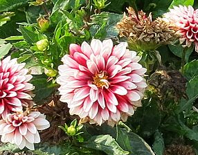 Impossible d'afficher l'image