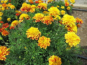 Tagetes 'Strawberry Blonde' Impossible d'afficher l'image