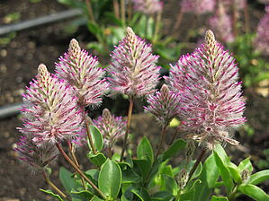 Ptilotus 'Matilda' Impossible d'afficher l'image