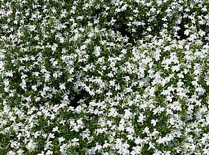 Impossible d'afficher l'image