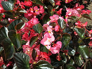 Begonia 'Megawatt Pink Bronze Leaf' Impossible to display the image