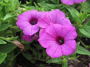 Petunia Supertunia Vista 'Jazzberry' Impossible d'afficher l'image