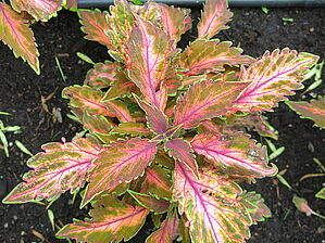 Plectranthus 'Coral Candy' Impossible d'afficher l'image