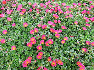 Portulaca 'Mojave Pink' Impossible d'afficher l'image