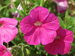 Impossible d'afficher l'image