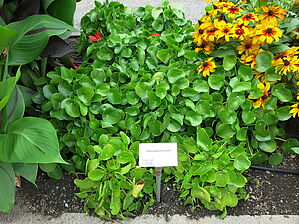Pilea peperomioides Impossible d'afficher l'image