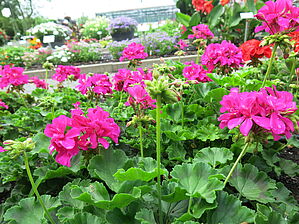 Impossible d'afficher l'image