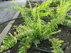 Impossible d'afficher l'image