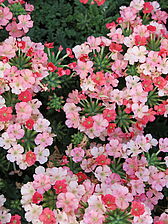 Verbena 'Superbena Royale Peachy Keen' Impossible d'afficher l'image