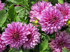 Impossible d'afficher l'image