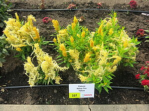 Impossible d'afficher l'image