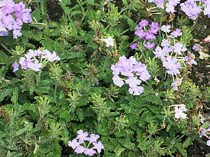 Verbena Firehouse 'Lavender' Impossible d'afficher l'image