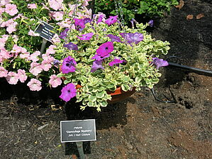 Impossible d'afficher l'image