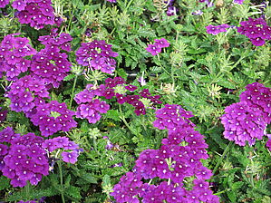 Verbena Firehouse 'Purple' Impossible d'afficher l'image