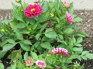 Impossible d'afficher l'image