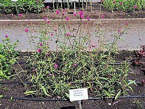 Impossible d'afficher l'image