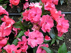 Impossible d'afficher l'image