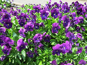 Viola 'Anytime Plum Good' Impossible d'afficher l'image