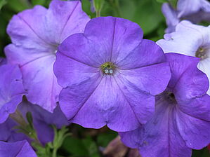Petunia Easy Wave 'Lavender Sky Blue' Impossible d'afficher l'image