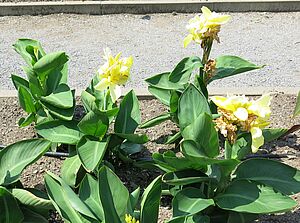 Impossible d'afficher l'image