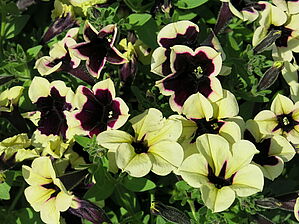 Impossible d'afficher l'image