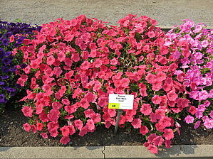 Petunia Easy Wave Spreading 'Coral' Impossible d'afficher l'image