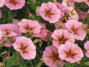 Impossible d'afficher l'image