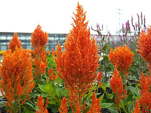 Impossible d'afficher l'image