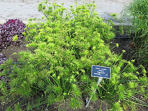 Impossible d'afficher l'image