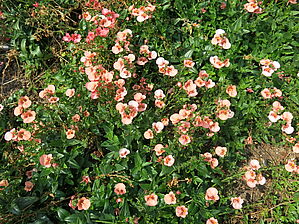 Impossible d'afficher l'image