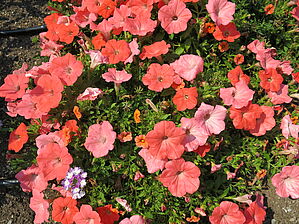 Impossible d'afficher l'image