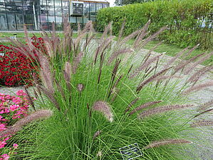 Impossible d'afficher l'image