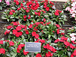 Impossible d'afficher l'image